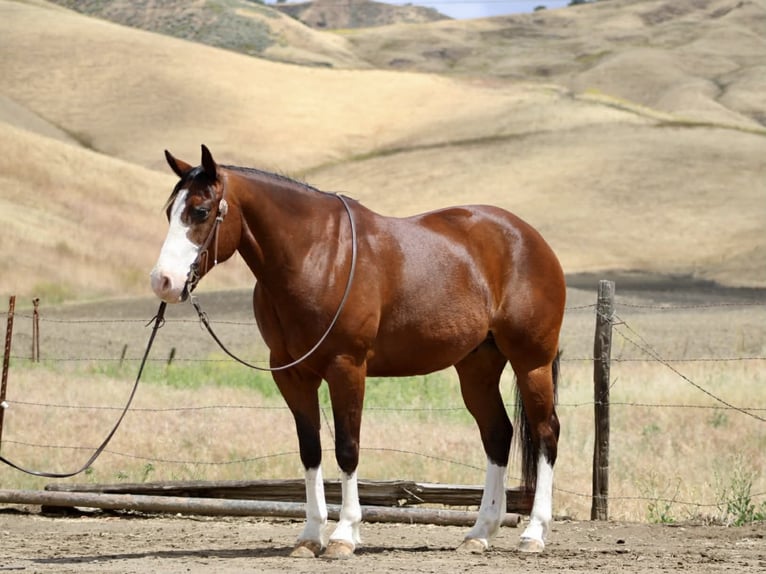 American Paint Horse Wałach 11 lat 152 cm Tobiano wszelkich maści in Tres Pinos