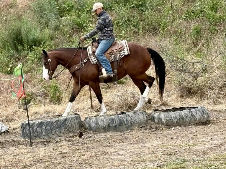 American Paint Horse Wałach 11 lat 152 cm Tobiano wszelkich maści in Tres Pinos