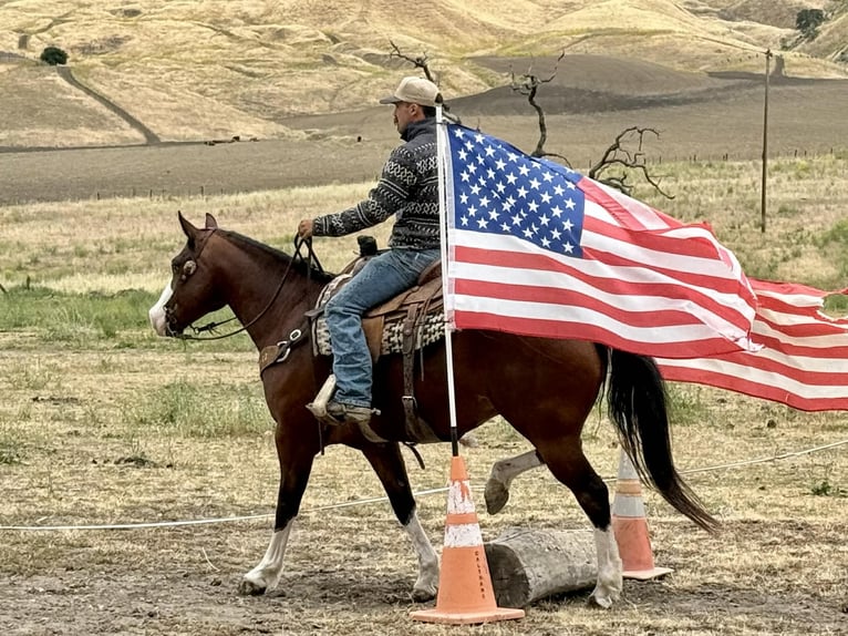 American Paint Horse Wałach 11 lat 152 cm Tobiano wszelkich maści in Tres Pinos