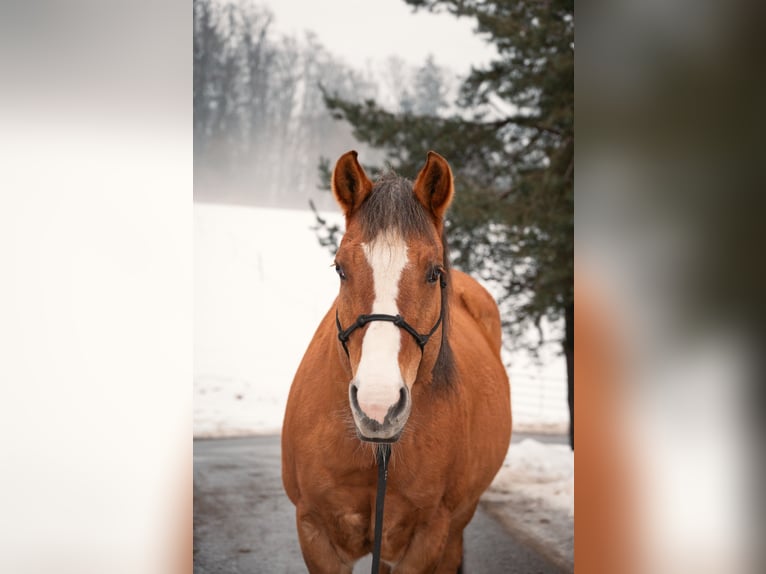 American Paint Horse Wałach 11 lat 154 cm Bułana in Thurmansbang