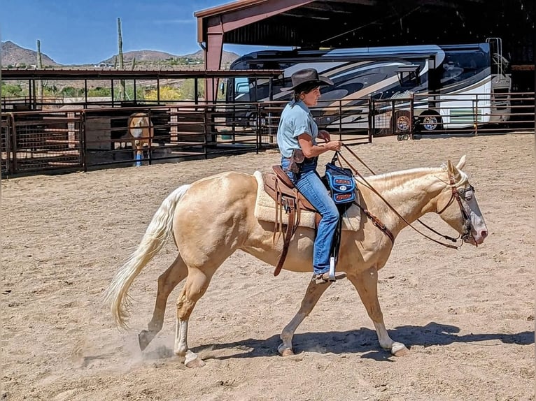American Paint Horse Wałach 11 lat 155 cm Izabelowata in Cave Creek, AZ