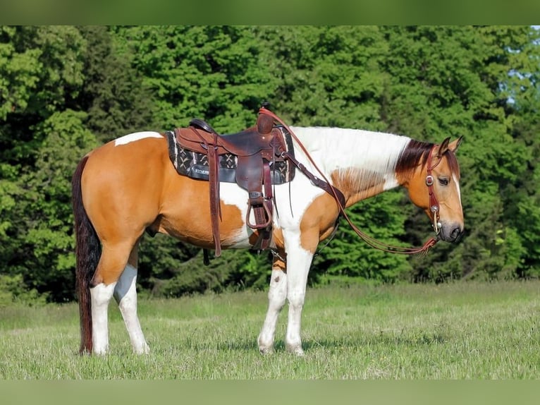 American Paint Horse Wałach 11 lat 155 cm Srokata in Clarion