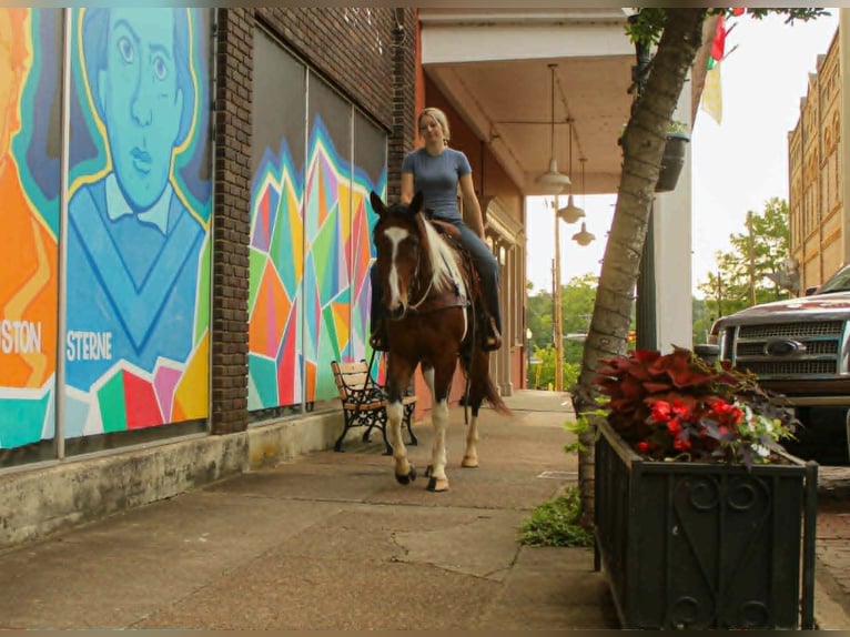 American Paint Horse Wałach 11 lat 157 cm Tobiano wszelkich maści in Rusk