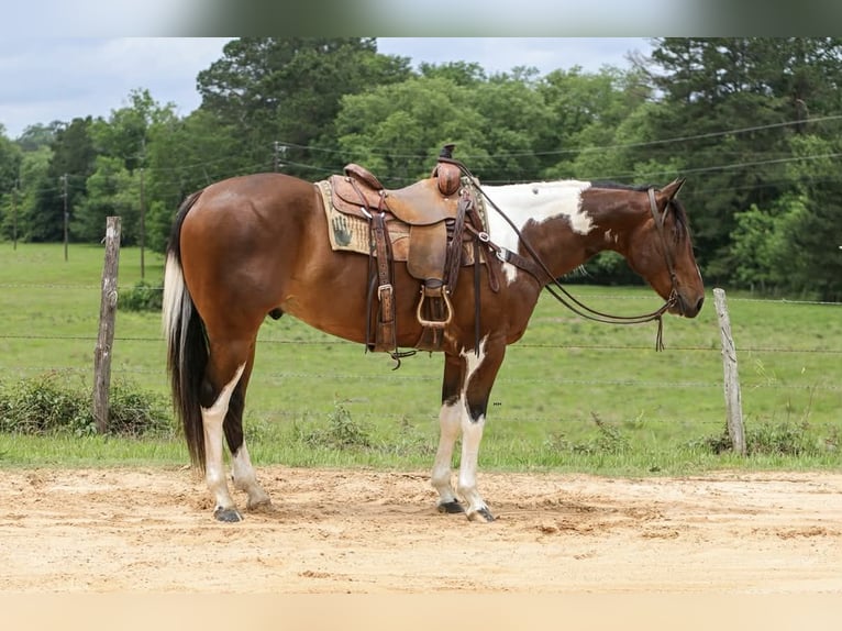 American Paint Horse Wałach 11 lat 157 cm Tobiano wszelkich maści in Rusk