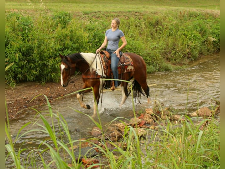 American Paint Horse Wałach 11 lat 157 cm Tobiano wszelkich maści in Rusk
