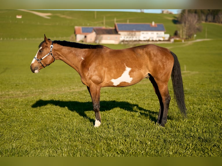 American Paint Horse Wałach 11 lat 165 cm Overo wszelkich maści in Haldenwang
