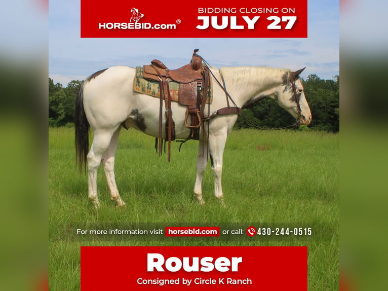 American Paint Horse Wałach 11 lat Srokata in Cushing