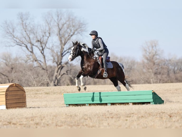 American Paint Horse Wałach 12 lat 152 cm Srokata in Forney