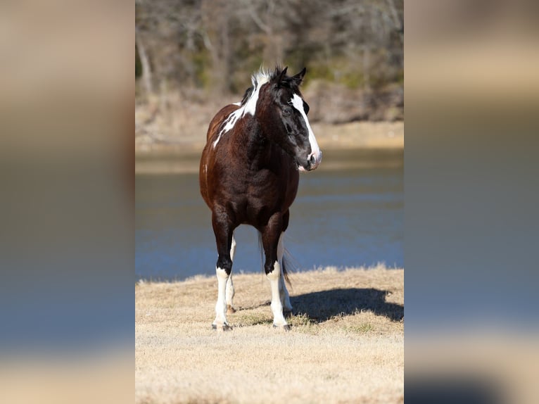American Paint Horse Wałach 12 lat 152 cm Srokata in Forney