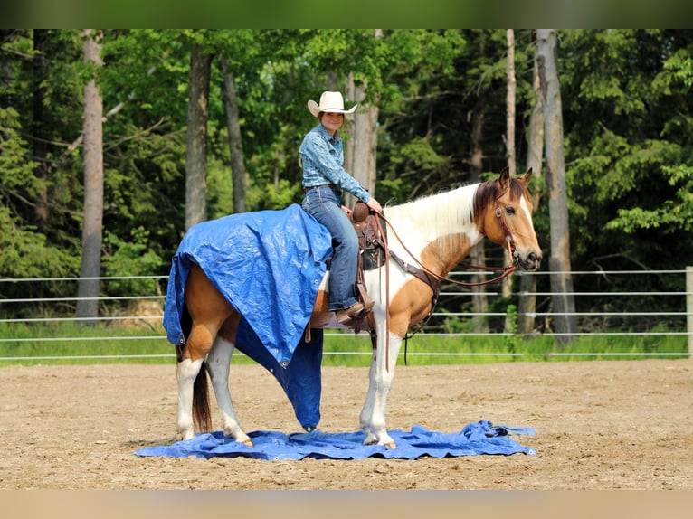 American Paint Horse Wałach 12 lat 155 cm Srokata in Clarion