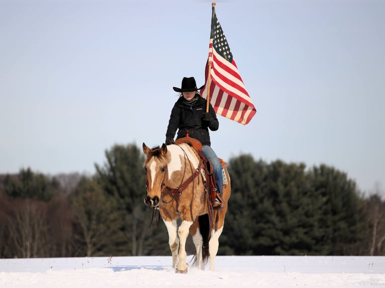 American Paint Horse Wałach 12 lat 155 cm Srokata in Clarion