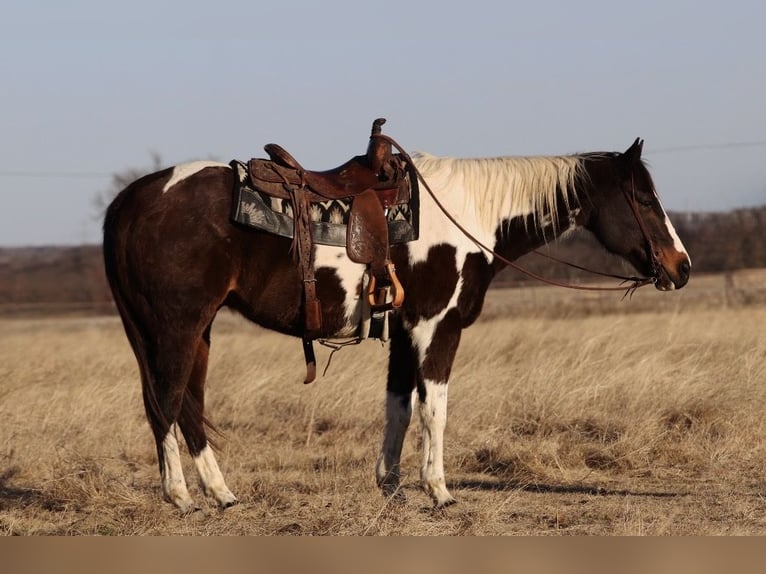 American Paint Horse Wałach 12 lat 155 cm Srokata in Mineral Wells