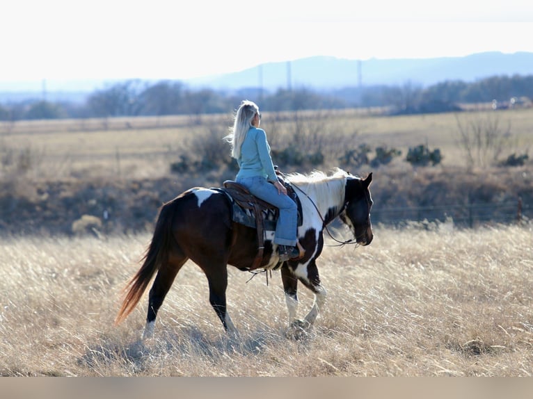 American Paint Horse Wałach 12 lat 155 cm Srokata in Mineral Wells