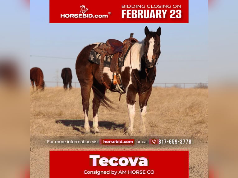 American Paint Horse Wałach 12 lat 155 cm Srokata in Mineral Wells