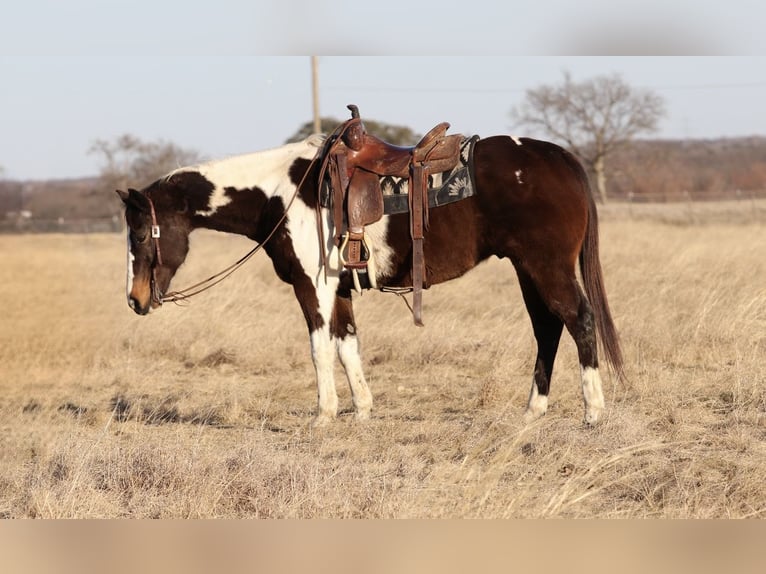 American Paint Horse Wałach 12 lat 155 cm Srokata in Mineral Wells