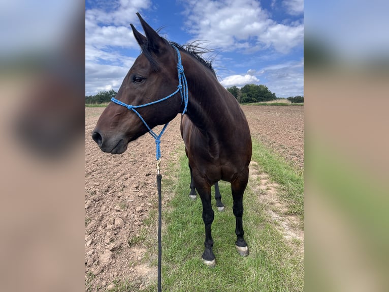 American Paint Horse Wałach 12 lat 157 cm Gniada in Auengrund