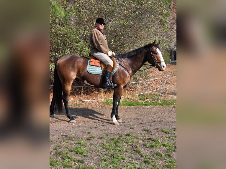 American Paint Horse Wałach 12 lat 157 cm Overo wszelkich maści in Susan