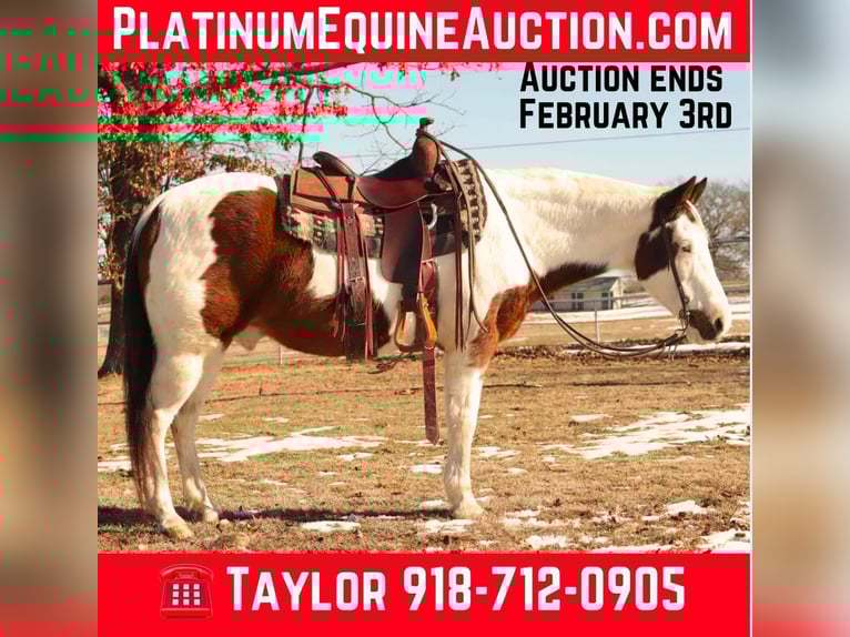 American Paint Horse Wałach 13 lat 142 cm Tobiano wszelkich maści in Sallisaw OK