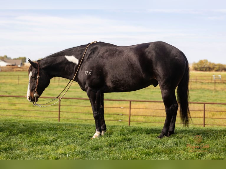 American Paint Horse Wałach 13 lat 145 cm Kara in Caldwell