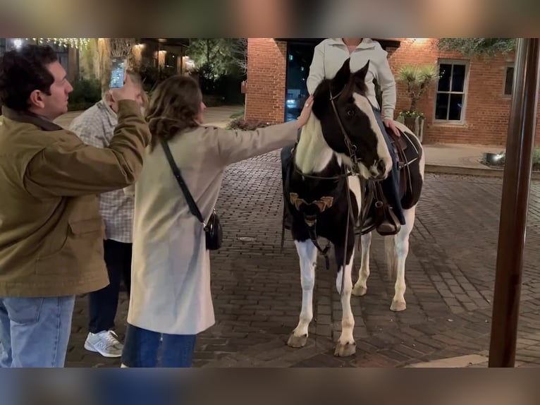 American Paint Horse Wałach 13 lat 145 cm Tobiano wszelkich maści in Weatherford TX