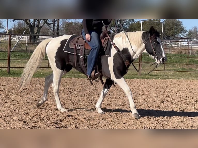 American Paint Horse Wałach 13 lat 145 cm Tobiano wszelkich maści in Weatherford TX