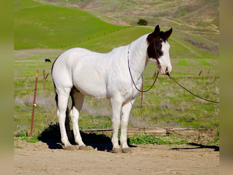 American Paint Horse Wałach 13 lat 147 cm Tobiano wszelkich maści in Bitterwater CA