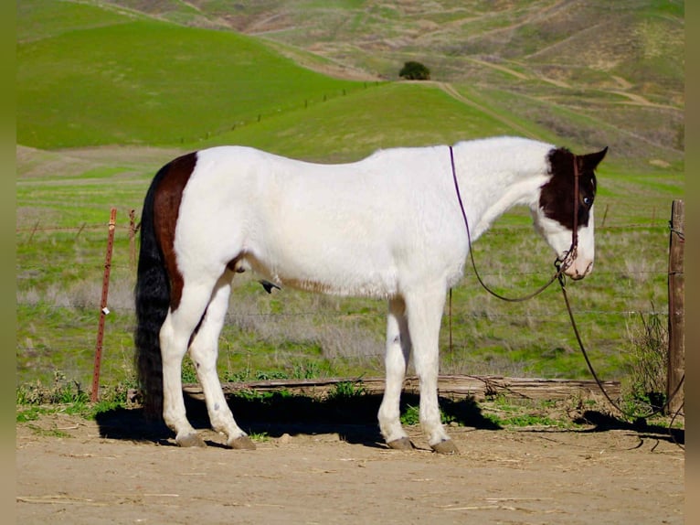 American Paint Horse Wałach 13 lat 147 cm Tobiano wszelkich maści in Bitterwater CA