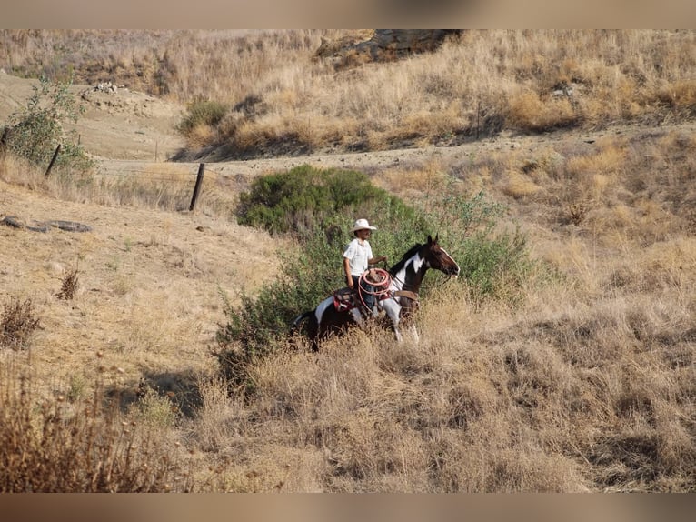 American Paint Horse Wałach 13 lat 152 cm Tobiano wszelkich maści in Tres Pinos
