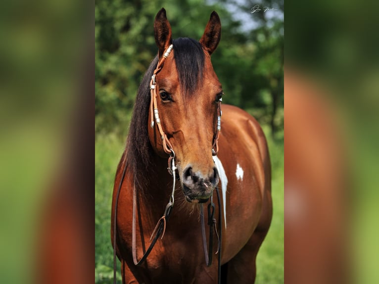 American Paint Horse Wałach 13 lat 153 cm Srokata in Heppenheim (Bergstraße)