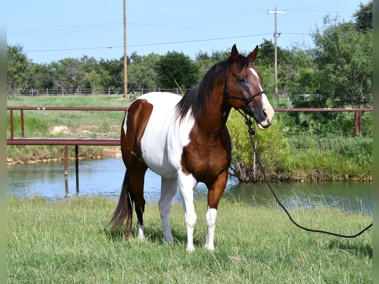 American Paint Horse Wałach 13 lat 155 cm Srokata in Stephenville