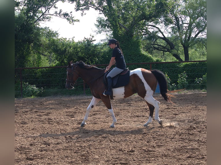 American Paint Horse Wałach 13 lat 155 cm Srokata in Stephenville