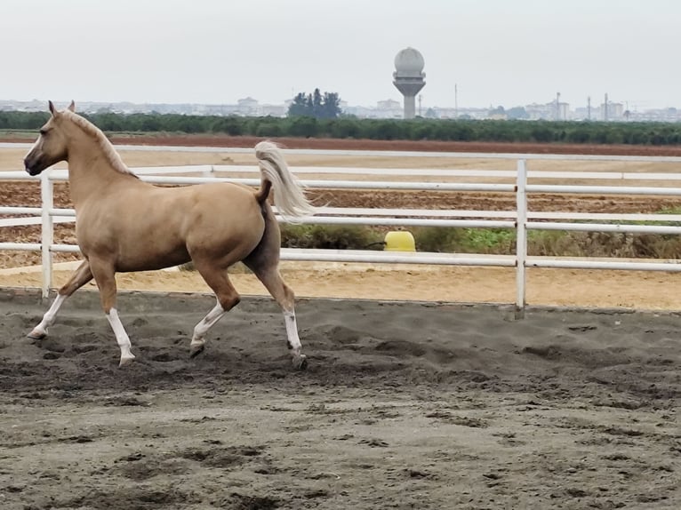 American Paint Horse Wałach 13 lat 161 cm Izabelowata in Sevilla