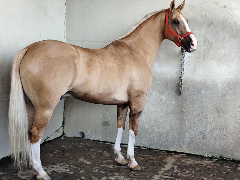 American Paint Horse Wałach 13 lat 161 cm Izabelowata in Sevilla