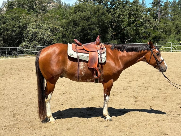 American Paint Horse Wałach 13 lat 163 cm Gniada in Felton