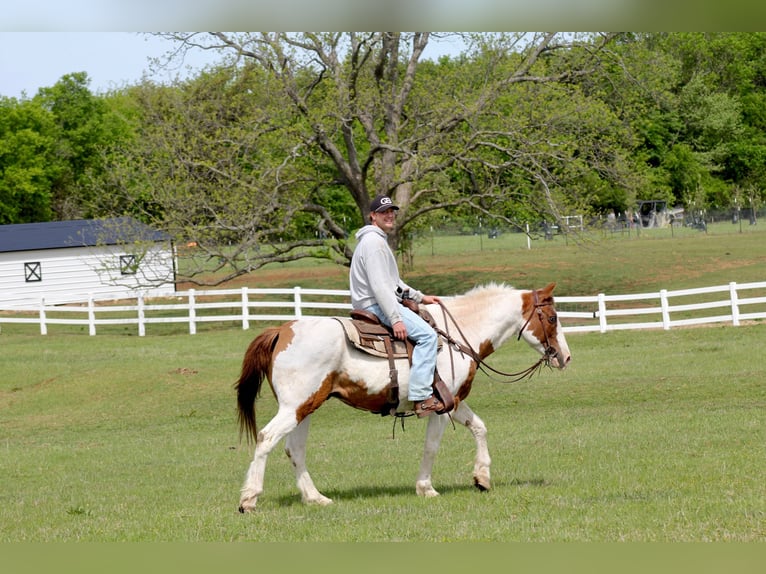 American Paint Horse Wałach 13 lat 163 cm Tobiano wszelkich maści in Mckinney