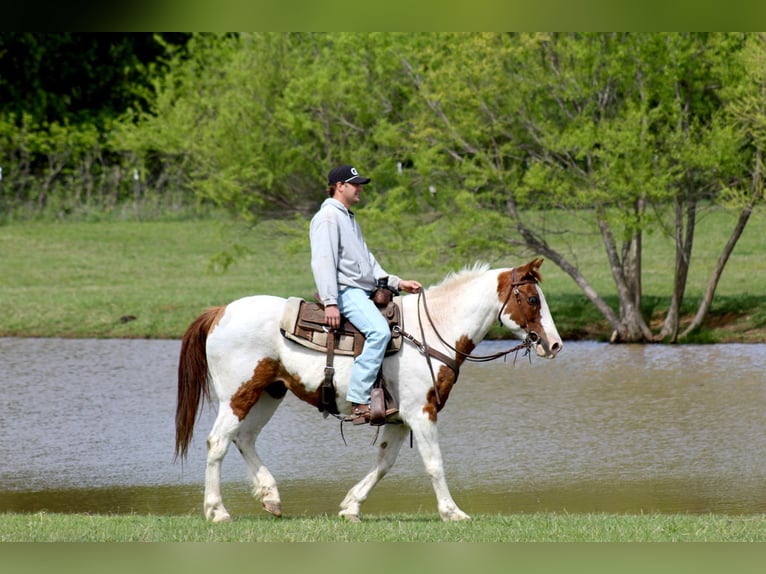 American Paint Horse Wałach 13 lat 163 cm Tobiano wszelkich maści in Mckinney