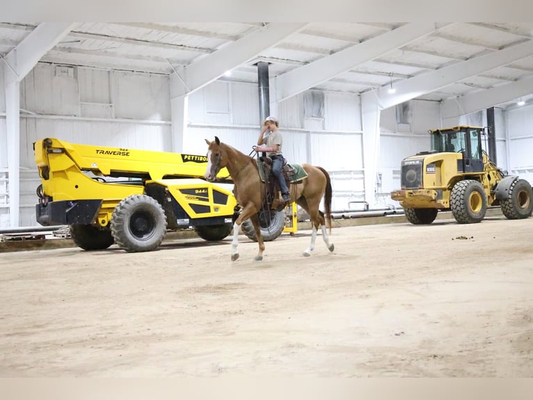 American Paint Horse Wałach 13 lat Cisawa in Ripley