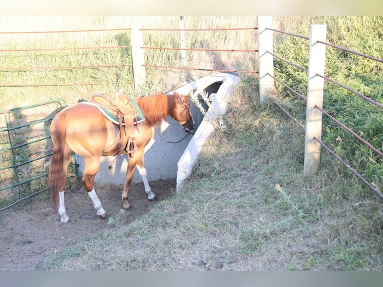 American Paint Horse Wałach 13 lat Cisawa in Ripley