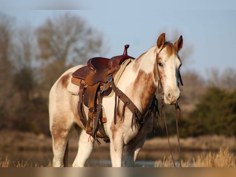American Paint Horse Wałach 13 lat Tobiano wszelkich maści in Canton TX
