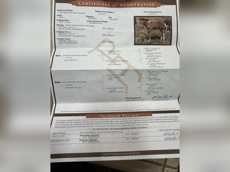 American Paint Horse Wałach 13 lat Tobiano wszelkich maści in Pleasant Grove CA