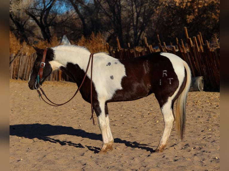 American Paint Horse Wałach 14 lat 147 cm Tobiano wszelkich maści in Camp Verde AZ