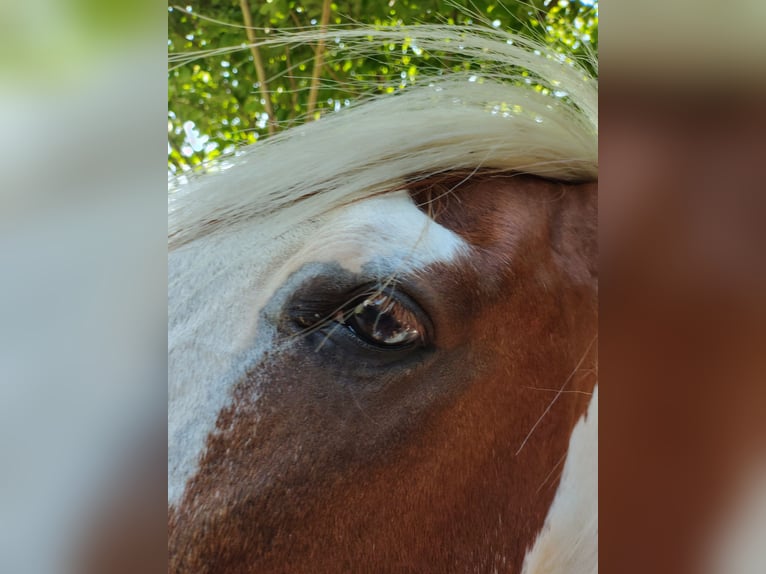 American Paint Horse Mix Wałach 14 lat 149 cm Srokata in Mengen