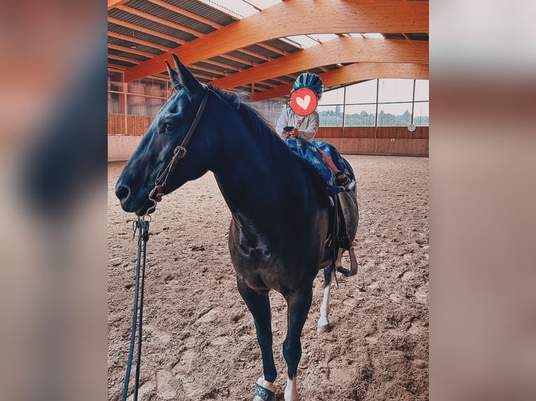 American Paint Horse Wałach 14 lat 150 cm Kara in Iserlohn