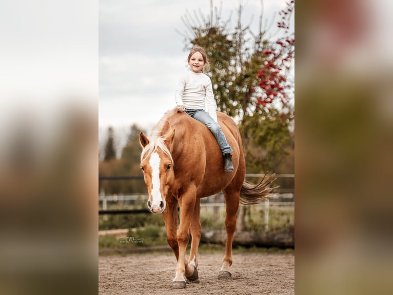 American Paint Horse Wałach 14 lat 152 cm Izabelowata in Puchheim