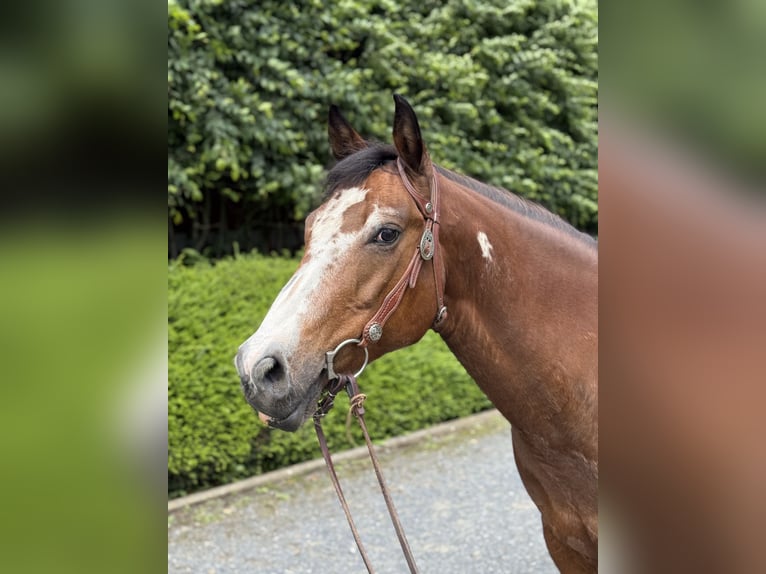American Paint Horse Wałach 14 lat 152 cm Tobiano wszelkich maści in Hennef
