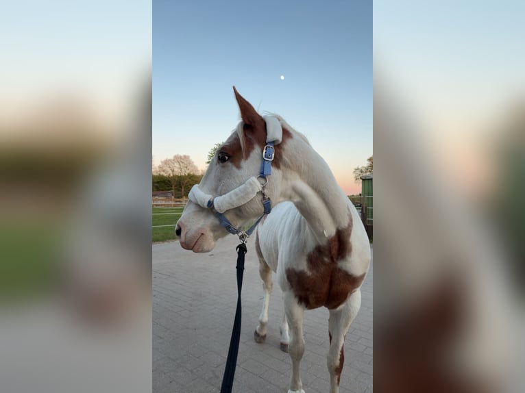 American Paint Horse Wałach 14 lat 157 cm Srokata in Leer (Ostfriesland)