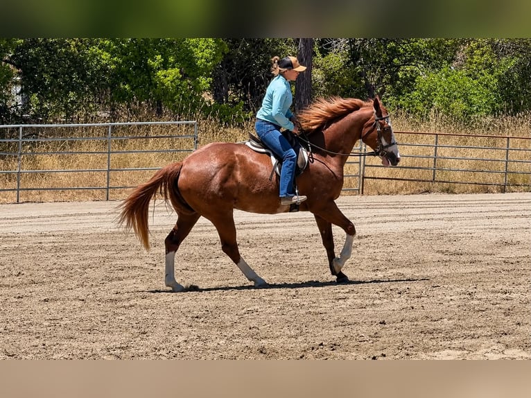American Paint Horse Wałach 14 lat 163 cm Rabicano in King City