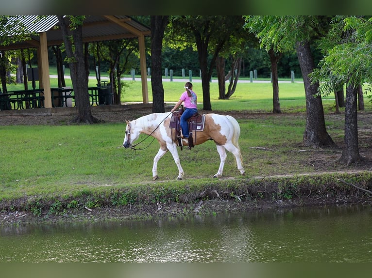 American Paint Horse Wałach 14 lat Srokata in Forney