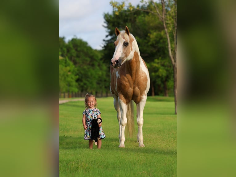 American Paint Horse Wałach 14 lat Srokata in Forney