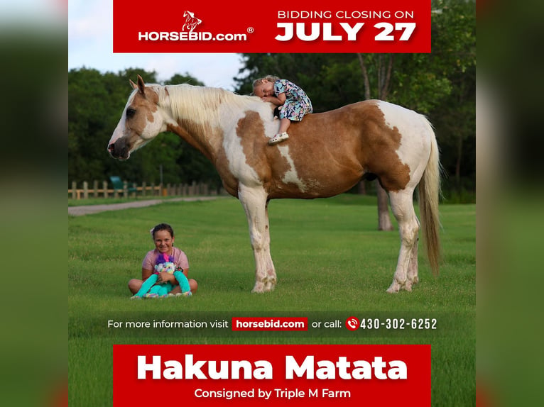 American Paint Horse Wałach 14 lat Srokata in Forney